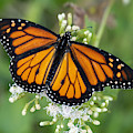 Monarch Butterfly at Circle B Bar Preserve in Lakeland Florida